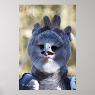 Pôster Harpy Eagle
