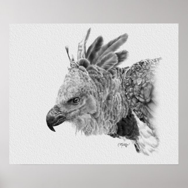 Pôster Harpy Eagle Drawing (Frente)