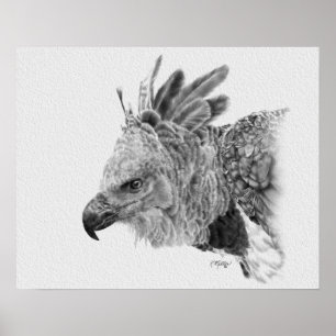 Pôster Harpy Eagle Drawing