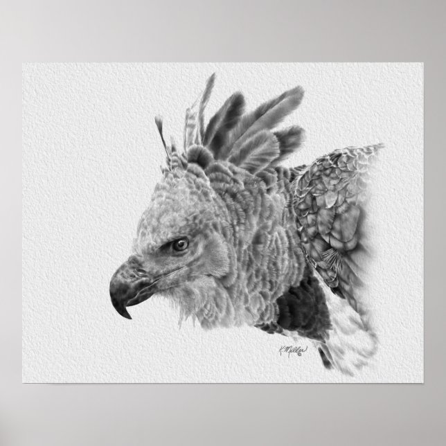 Pôster Harpy Eagle Drawing (Frente)