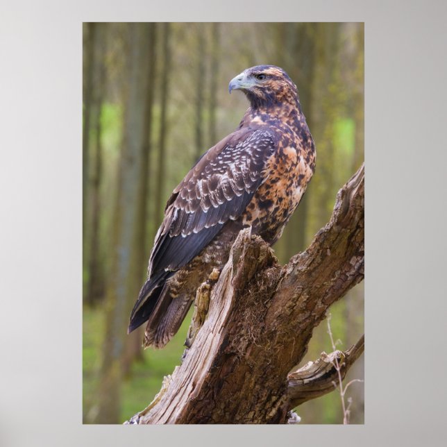 Poster harris hawk (Frente)