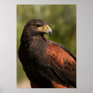 Pôster Harris Hawk