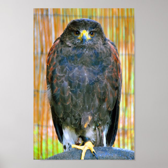Poster Harris Hawk Bird Of Prey (Frente)