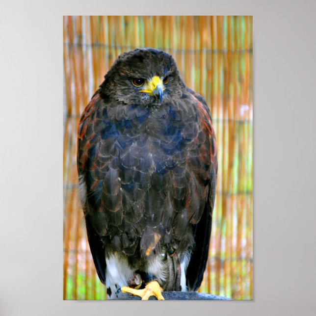 Poster Harris Hawk Bird Of Prey (Frente)