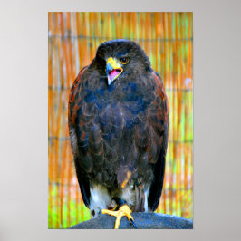 Poster Harris Hawk Bird Of Prey