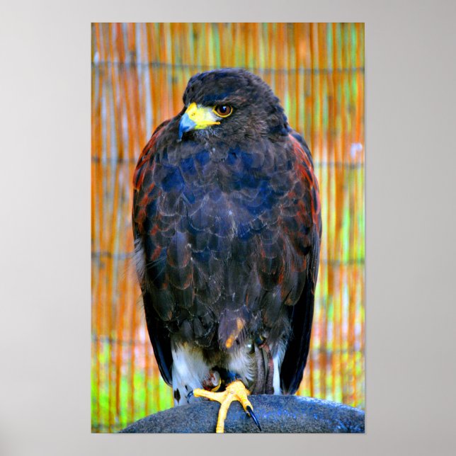 Poster Harris Hawk Bird Of Prey (Frente)