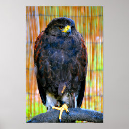Poster Harris Hawk Bird Of Prey