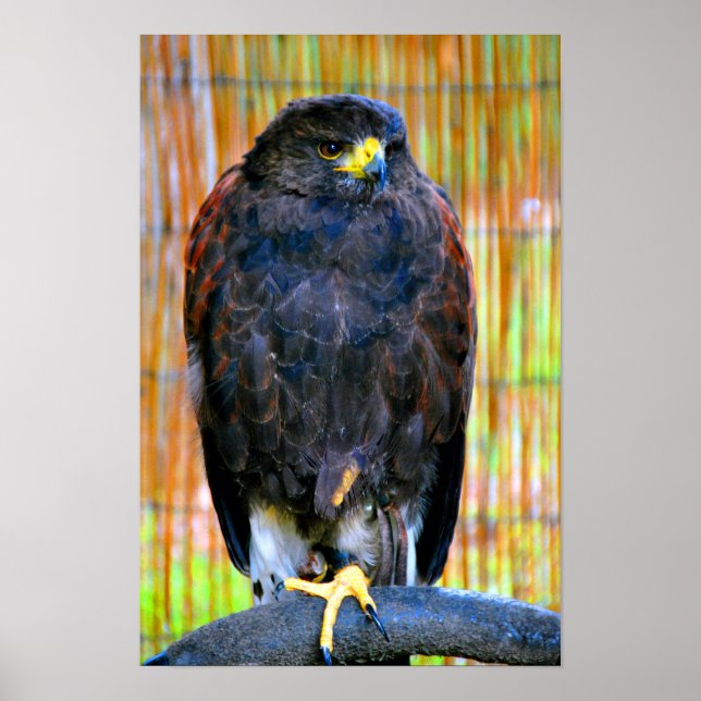 Poster Harris Hawk Bird Of Prey (Frente)