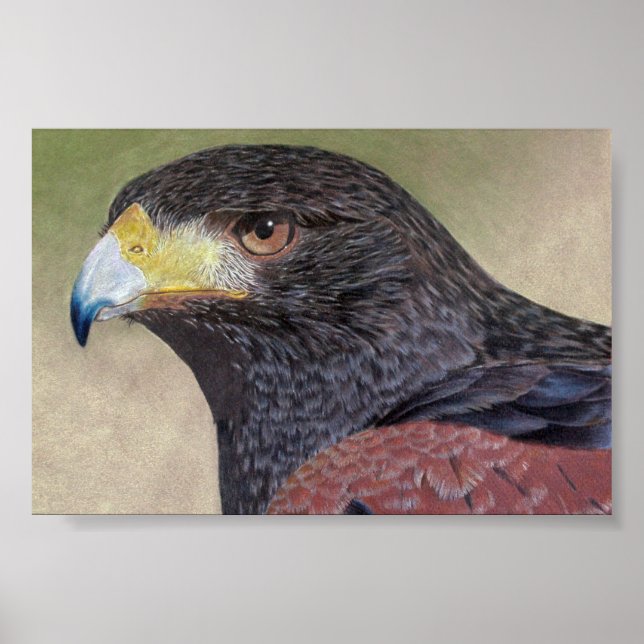 Poster Harris Hawk-cp (Frente)