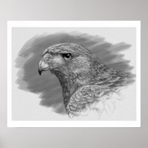 Pôster Harris Hawk Drawing
