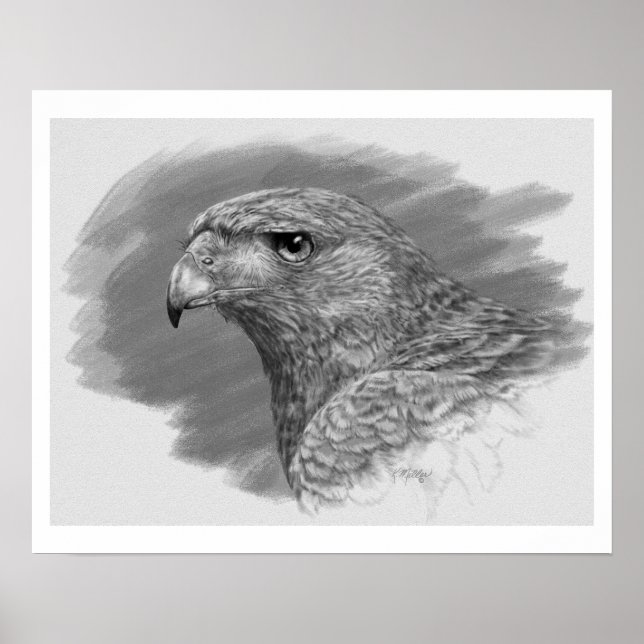 Pôster Harris Hawk Drawing (Frente)