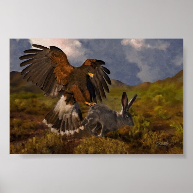Poster Harris Hawk e Jackrabbit (Frente)