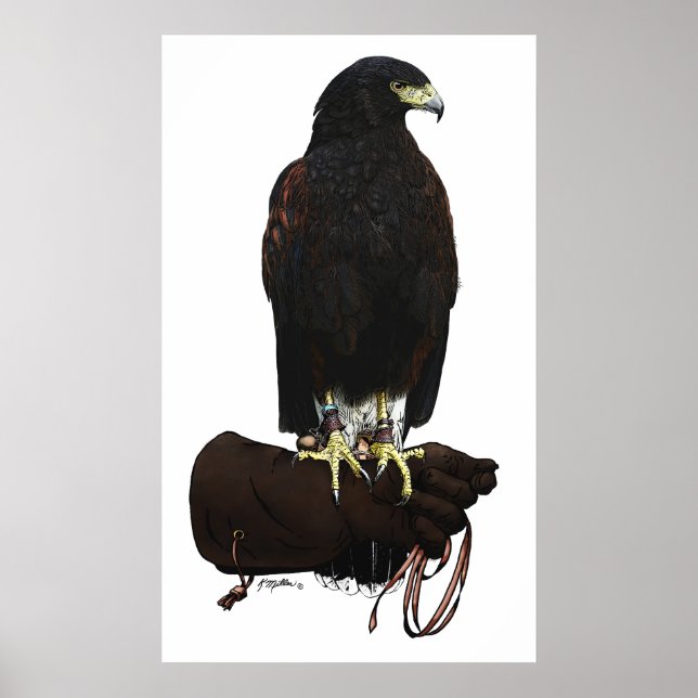 Pôster Harris Hawk em Glove (Frente)
