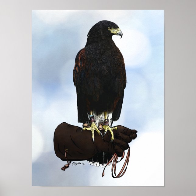Poster Harris Hawk em Glove (Frente)