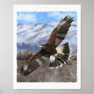 Poster Harris Hawk- o pastel