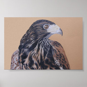 Poster Harris imaturo Hawk