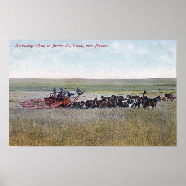 Poster Harvesting Wheat Scene (Frente)