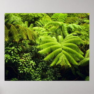 Poster Havaí, Ilha Grande, Vegetação tropical exuberante