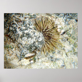 Pôster Havaí Sea Urchin