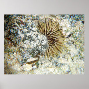 Pôster Havaí Sea Urchin