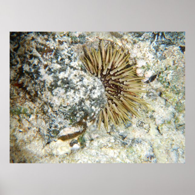 Pôster Havaí Sea Urchin (Frente)