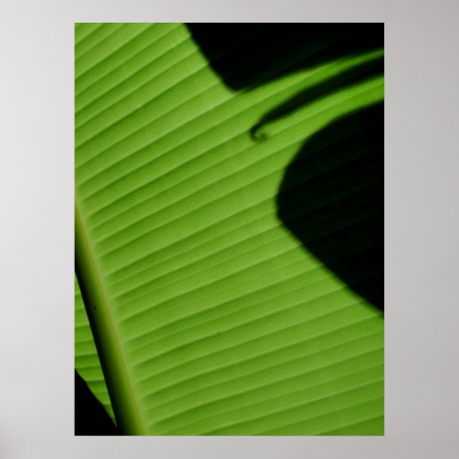 Poster Havaiana Banana Leaf (Frente)
