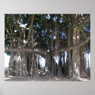 Poster havaiano da árvore de Banyan