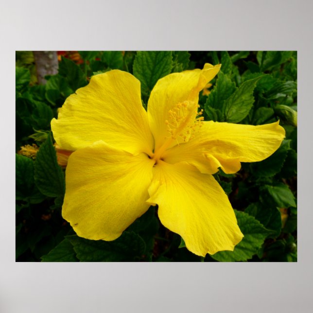 Pôster Havaiano Hibiscus (Frente)