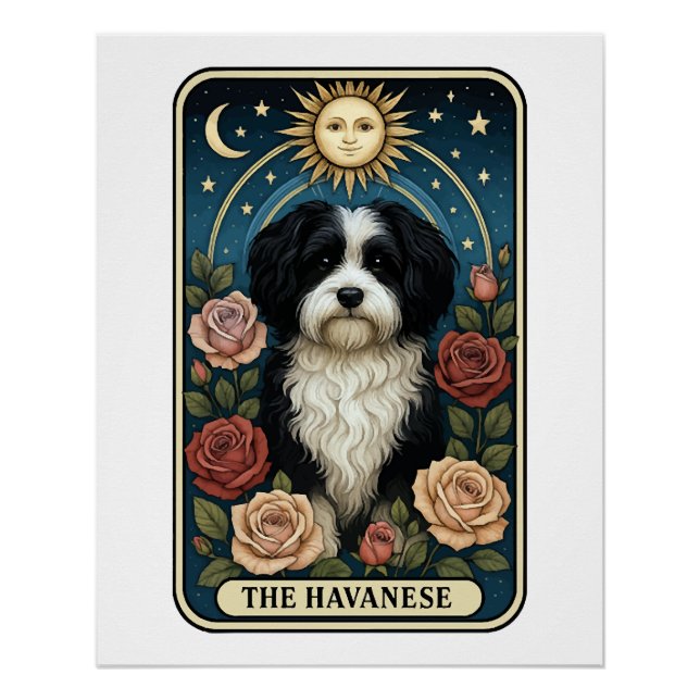 Pôster Havanese (Frente)