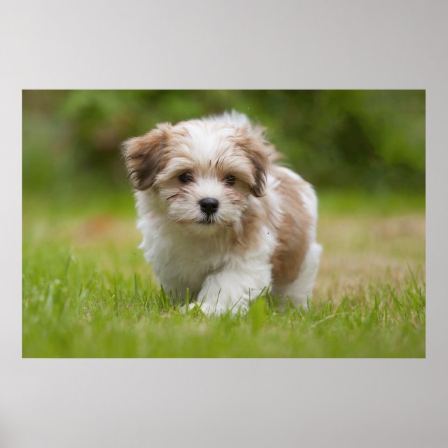 Pôster Havanese Puppy (Frente)