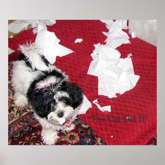 Pôster Havanese Puppy (Frente)