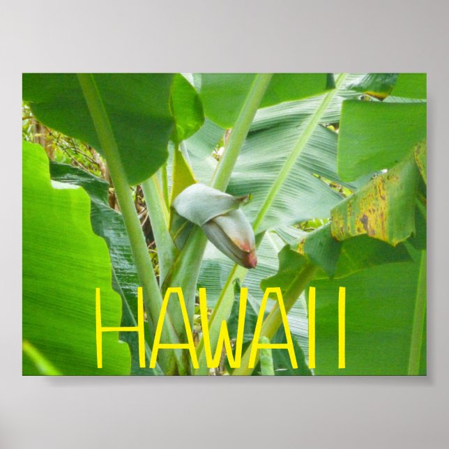 POSTER HAWAII NATURE (Frente)