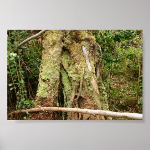 POSTER HAWAII OHIA COM BENT GUAVA TREE