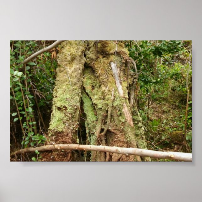 POSTER HAWAII OHIA COM BENT GUAVA TREE (Frente)