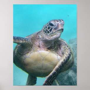 Poster Hawaii Sea Turtle