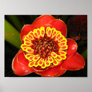 Poster Hawaii Torch Ginger