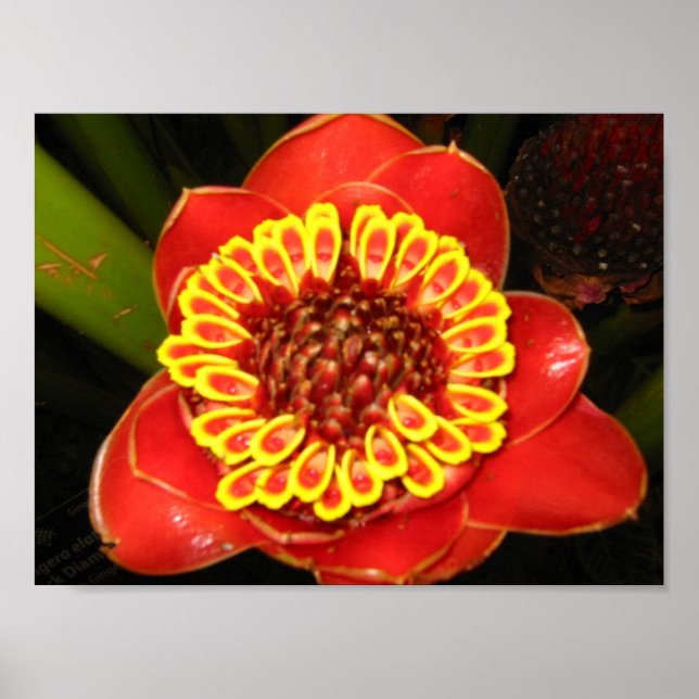 Poster Hawaii Torch Ginger (Frente)