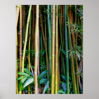 Hawaiian Bamboo