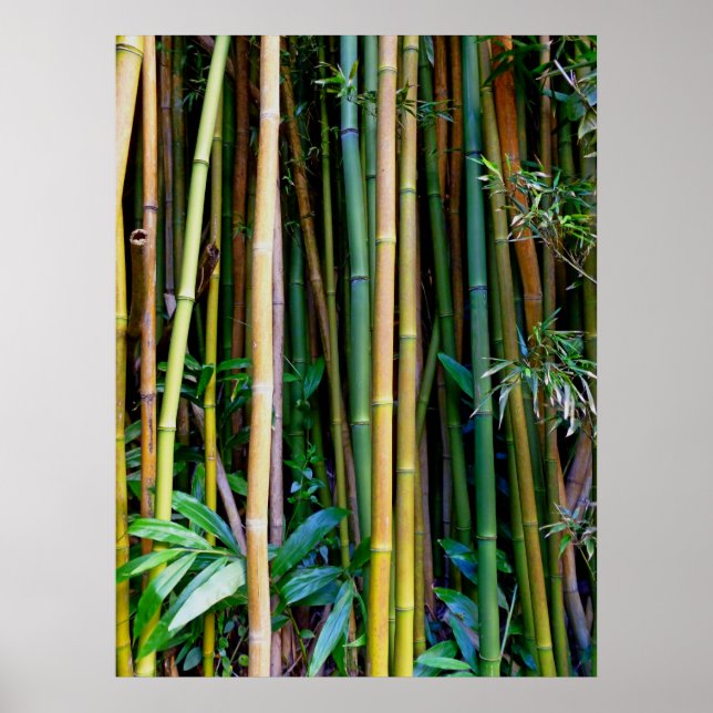 Pôster Hawaiian Bamboo (Frente)