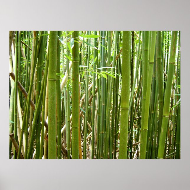 Pôster Hawaiian Bamboo (Frente)