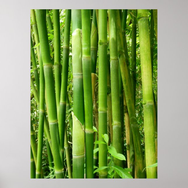 Poster Hawaiian Bamboo (Frente)