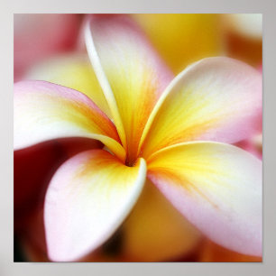 Poster Hawaiian branco da flor de Havaí do Frangipani do