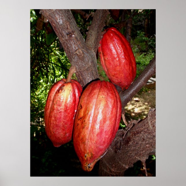 Pôster Hawaiian Cacao Pods (Frente)