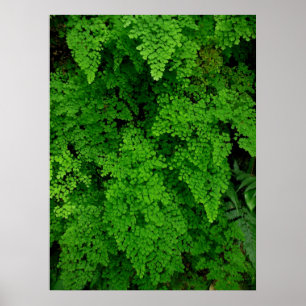 Poster Hawaiian Ferns