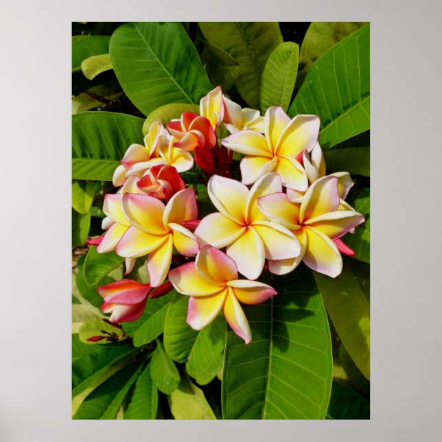 Pôster Hawaiian Frangipani (Frente)