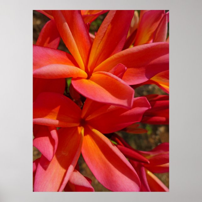 Poster Hawaiian Frangipani (Frente)