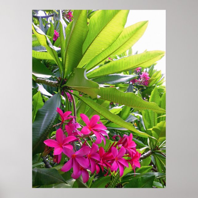 Poster Hawaiian Frangipani (Frente)