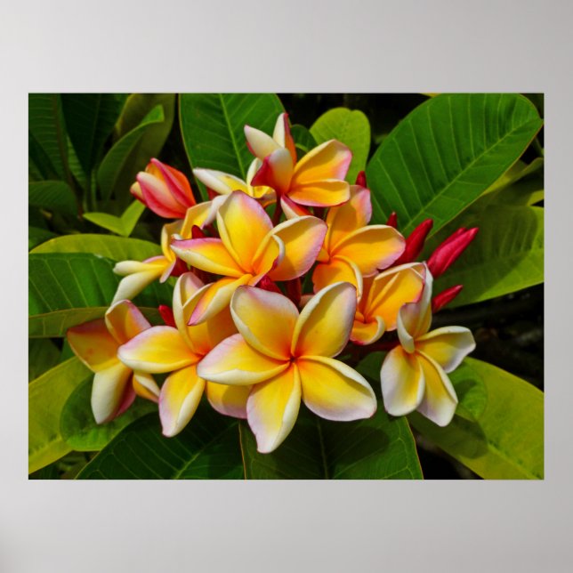 Pôster Hawaiian Frangipani (Frente)