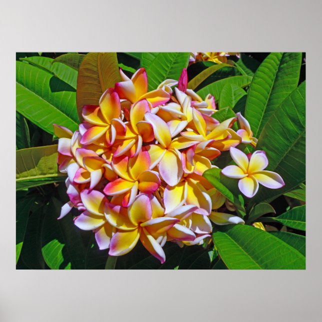 Pôster Hawaiian Frangipani (Frente)