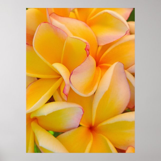 Poster Hawaiian Frangipani (Frente)